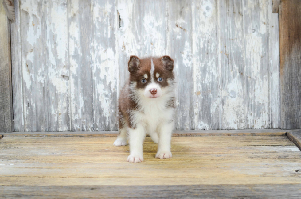 Friendly Pomsky Baby