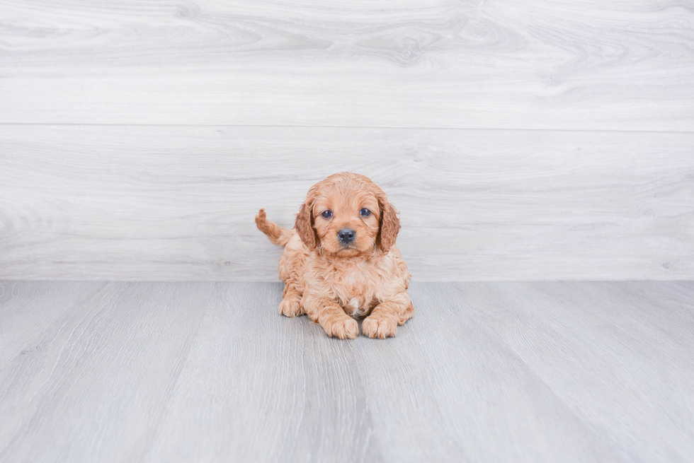 Best Cavapoo Baby