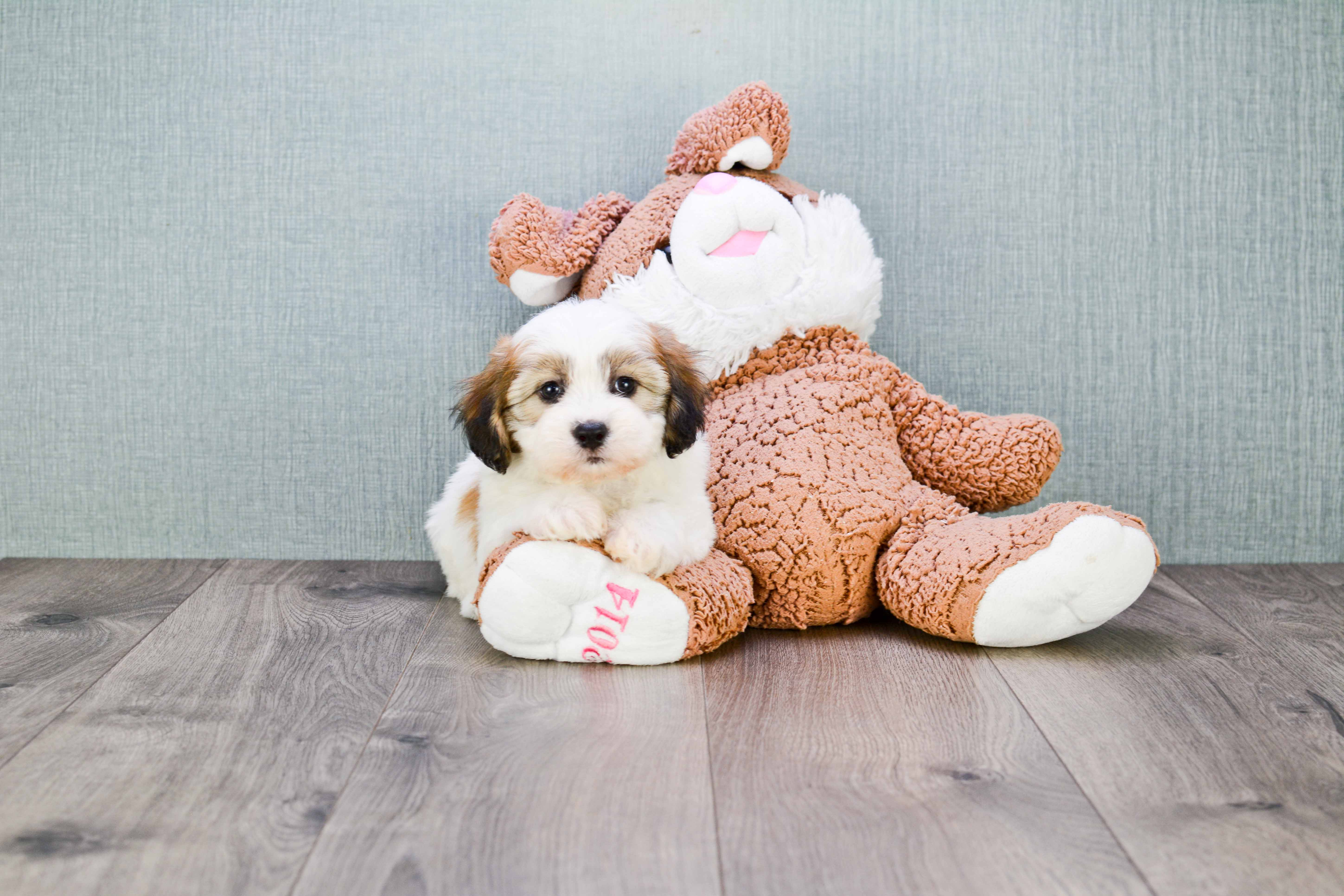 Smart Teddy Bear Designer Pup