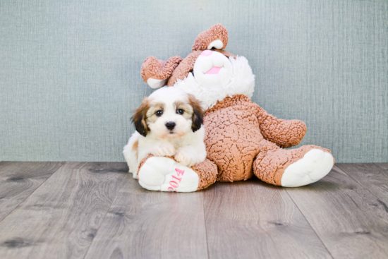 Smart Teddy Bear Designer Pup