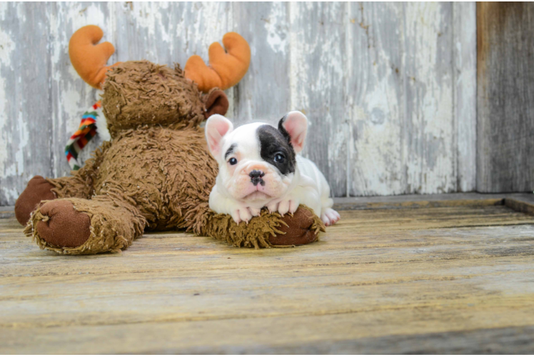 Best French Bulldog Baby