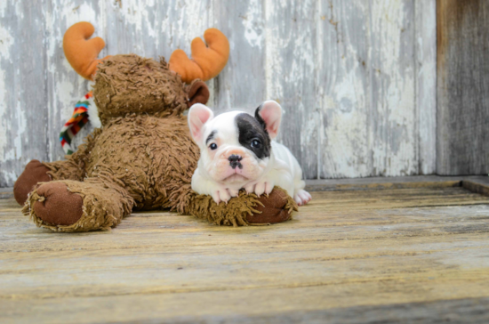 Best French Bulldog Baby