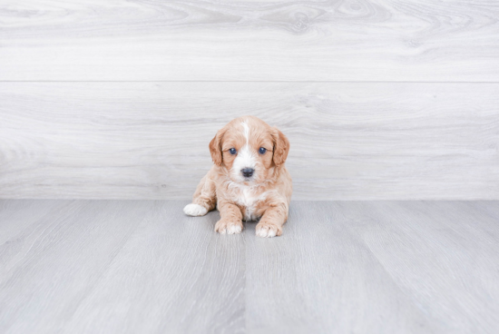 Sweet Cavapoo Baby