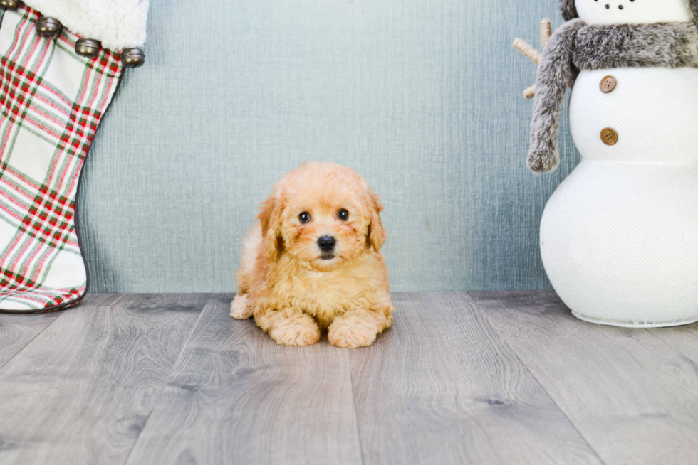 Maltipoo Pup Being Cute