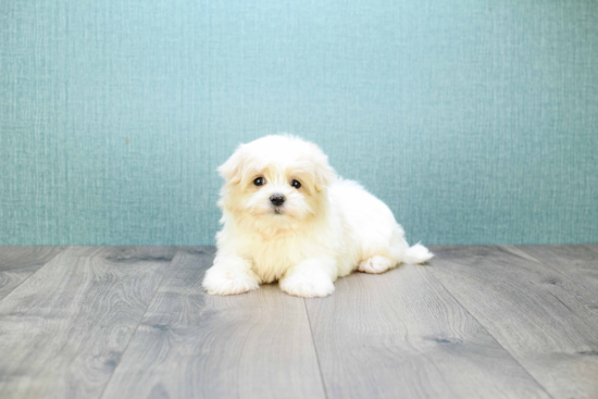 Maltipoo Pup Being Cute