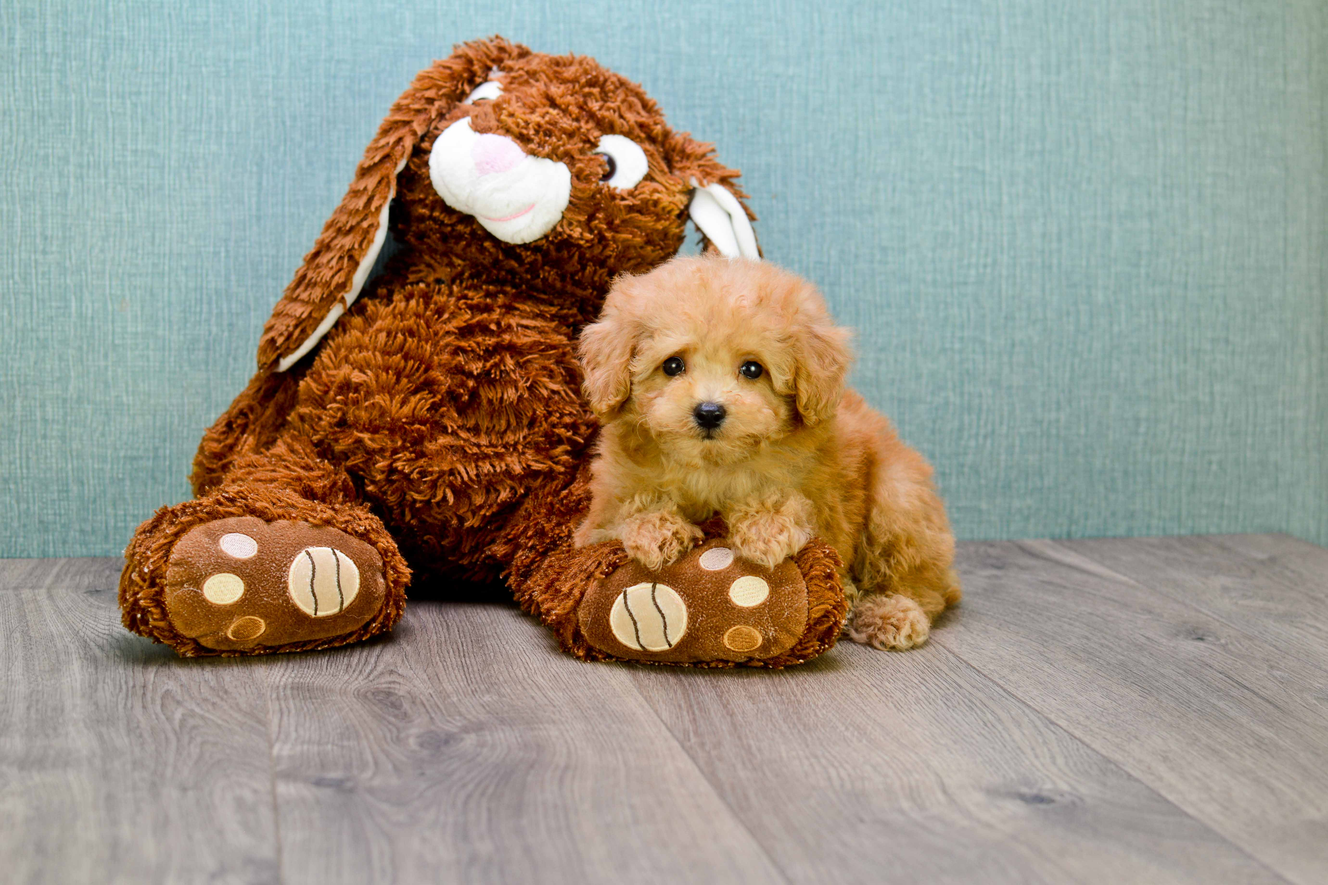 Best Maltipoo Baby