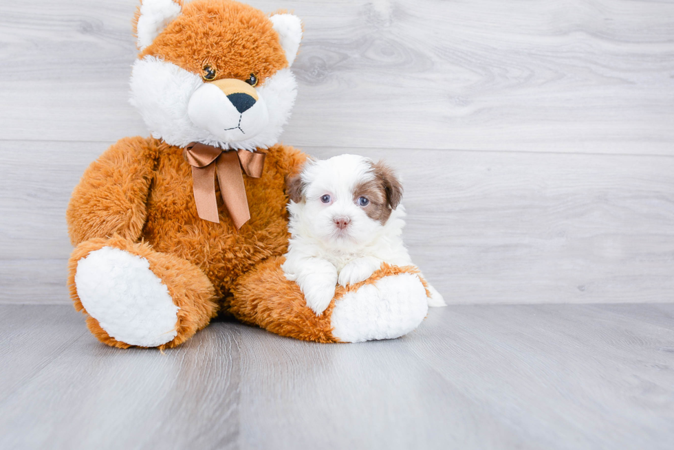 Teddy Bear Pup Being Cute