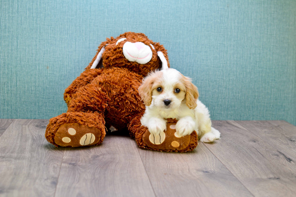 Popular Cavachon Designer Pup