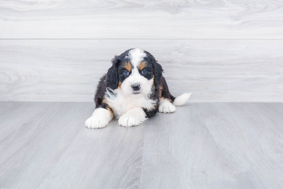 Small Mini Bernedoodle Baby