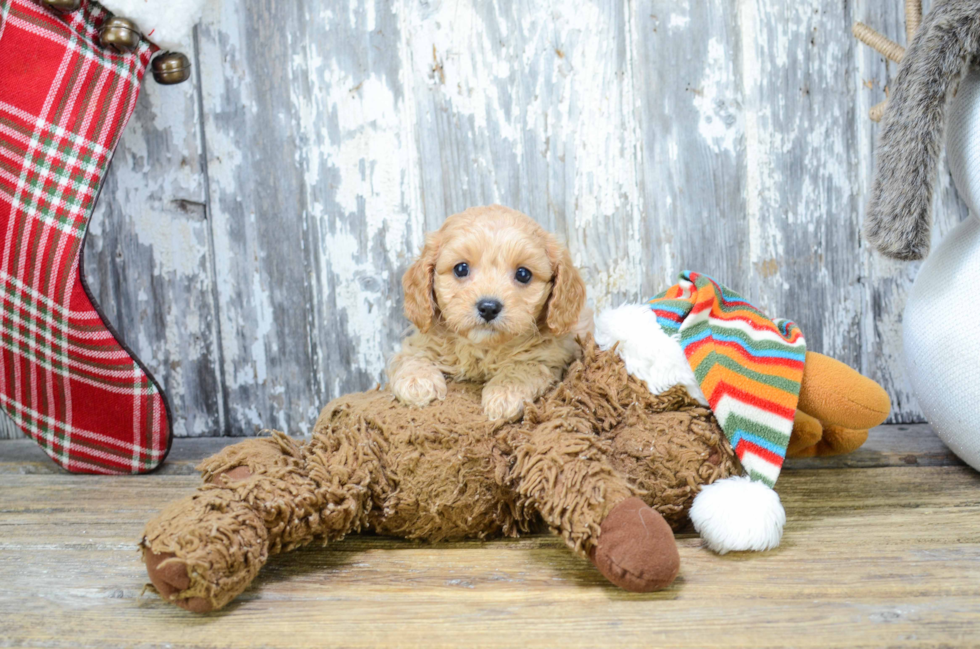 Popular Cavapoo Poodle Mix Pup