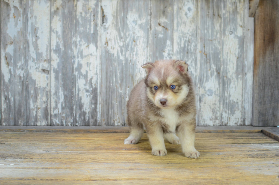 Best Pomsky Baby