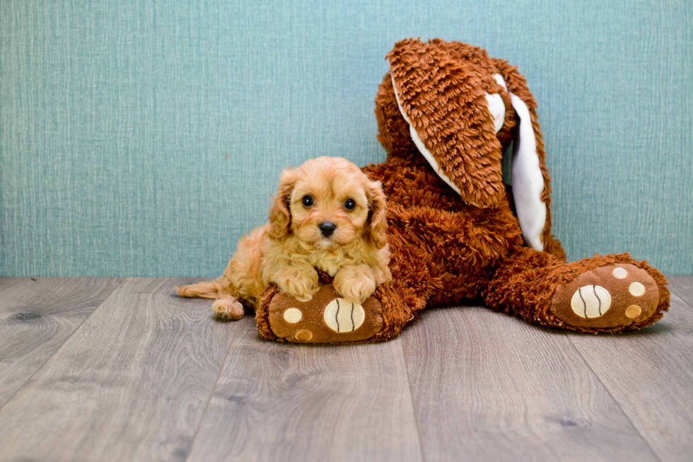 Cavapoo Puppy for Adoption