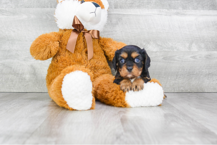 Best Cavalier King Charles Spaniel Baby