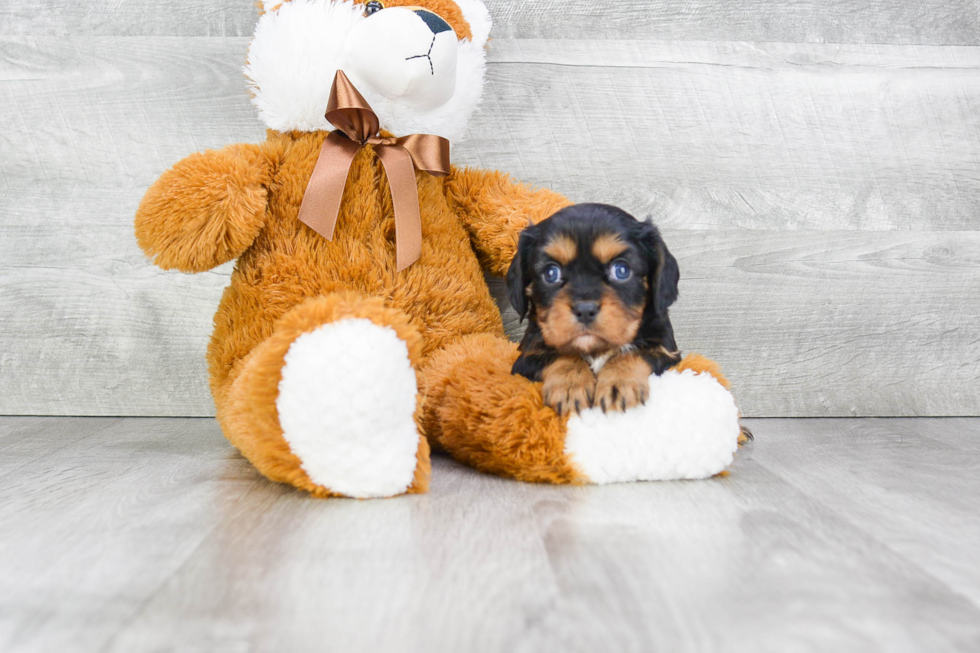 Best Cavalier King Charles Spaniel Baby