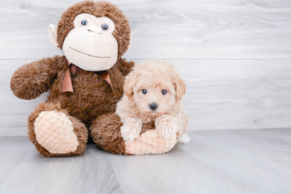 Small Maltipoo Baby