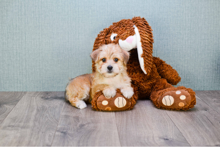 Little Yorkie Designer Puppy