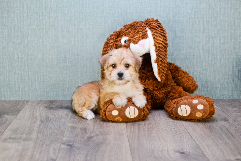 Little Yorkie Designer Puppy