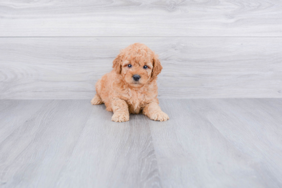 Best Mini Goldendoodle Baby