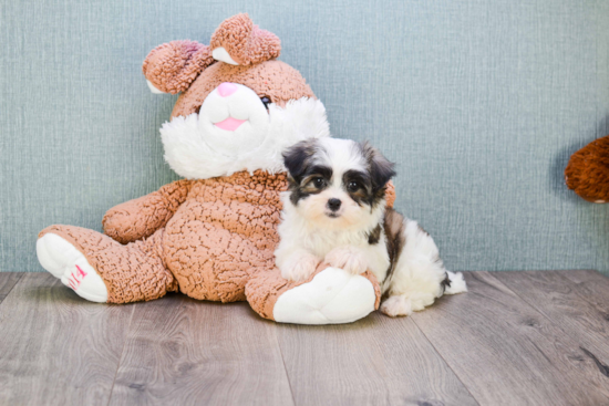 Teddy Bear Pup Being Cute