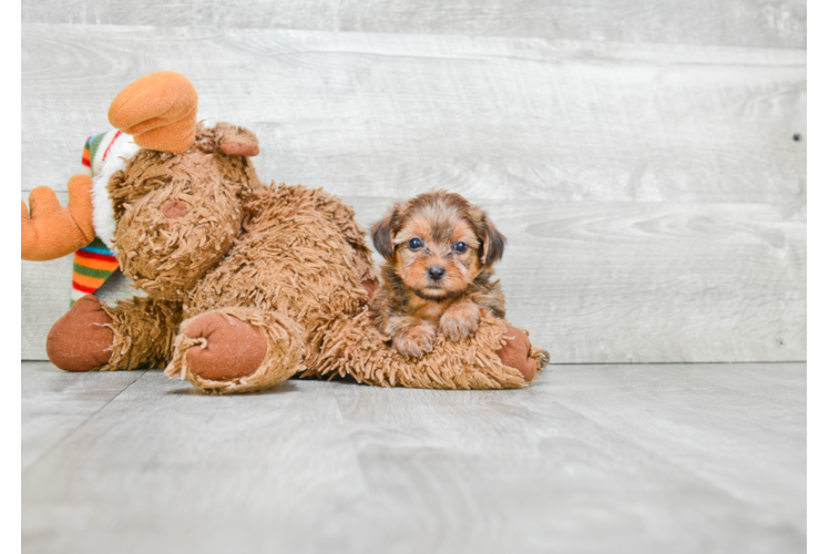 Petite Shorkie Designer Pup