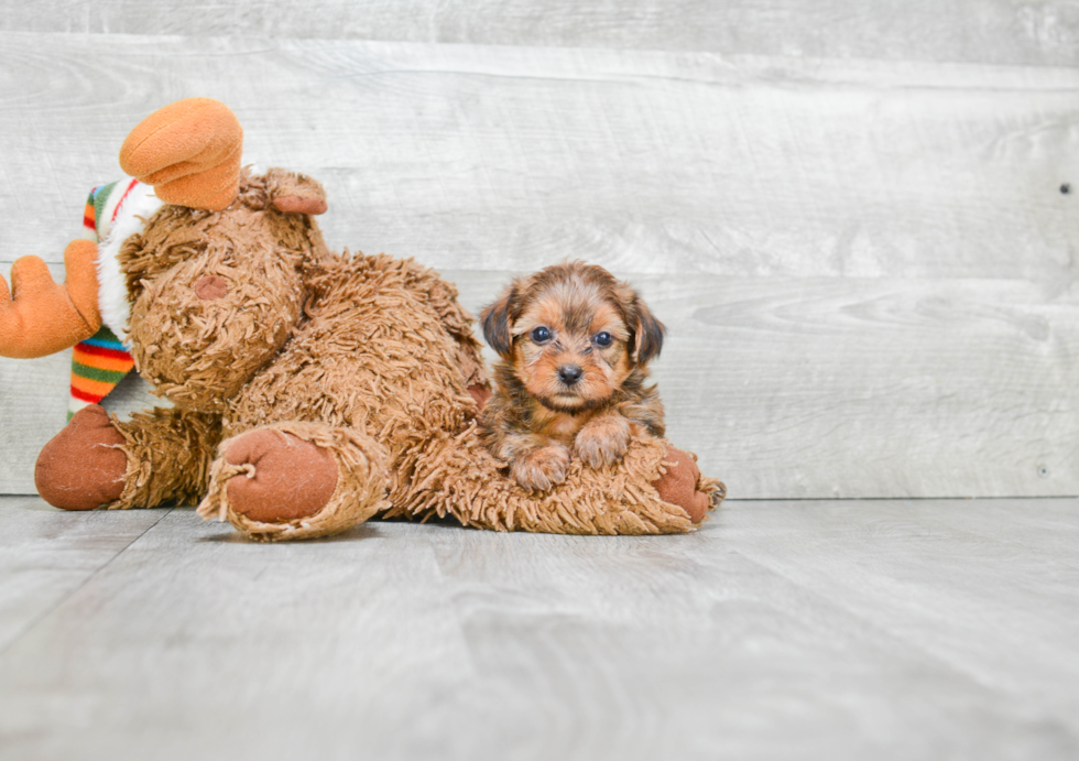 Petite Shorkie Designer Pup