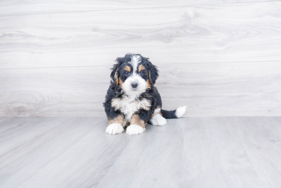 Best Mini Bernedoodle Baby