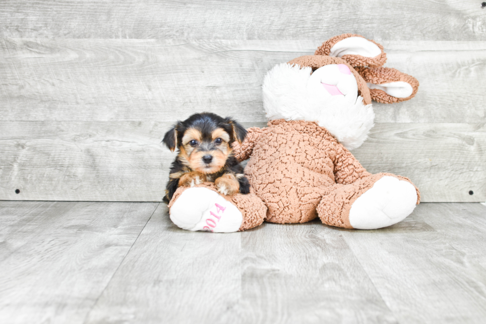 Morkie Pup Being Cute