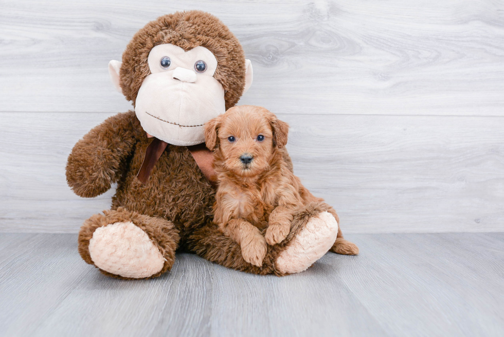 Hypoallergenic Golden Retriever Poodle Mix Puppy