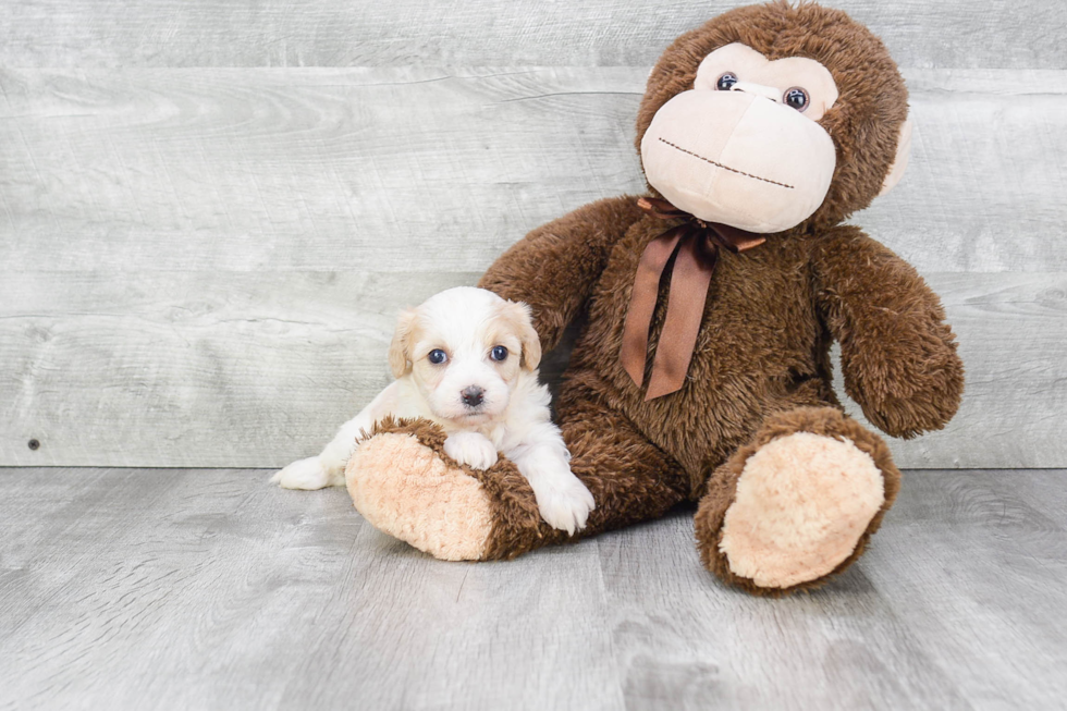 Sweet Cavachon Baby