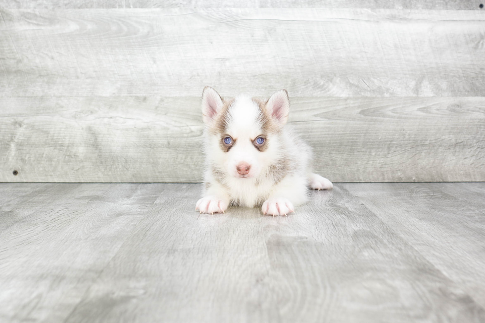 Petite Pomsky Designer Pup