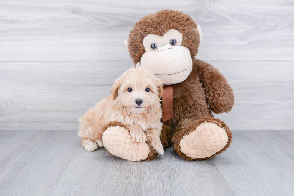 Fluffy Maltipoo Poodle Mix Pup