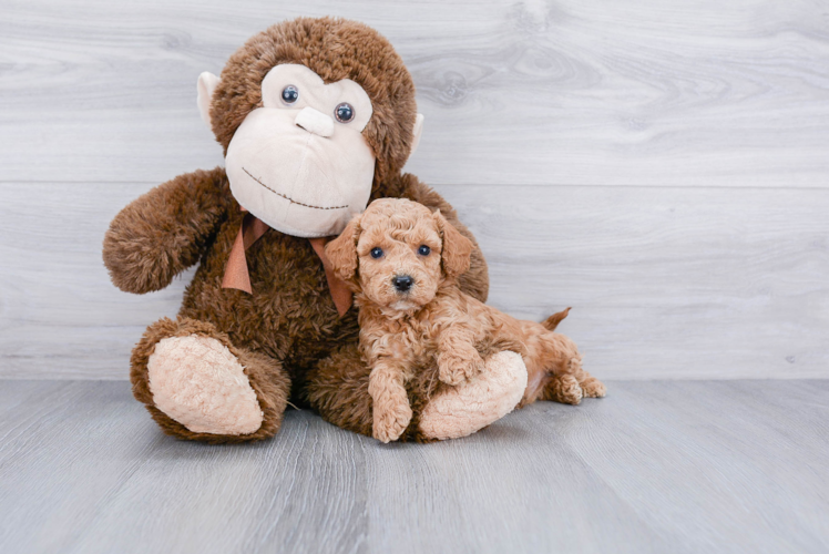 Cute Cockapoo Baby