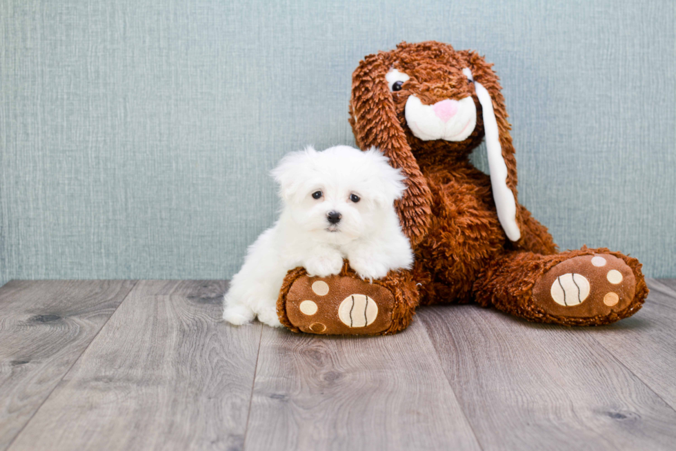 Small Maltese Baby