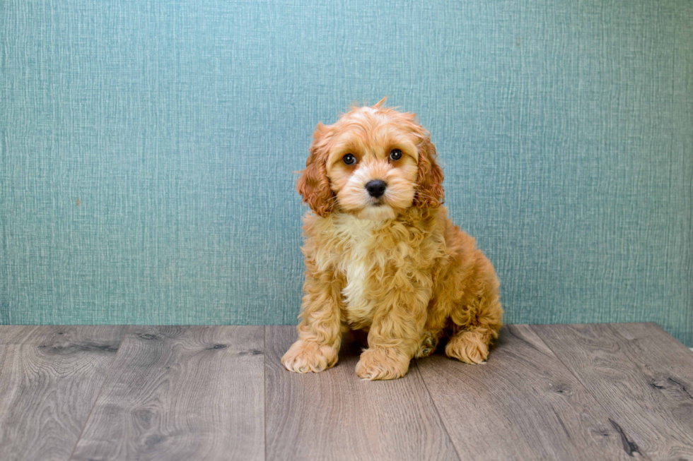 Best Mini Goldendoodle Baby