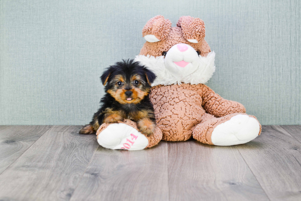 Meet Joey - our Yorkshire Terrier Puppy Photo 