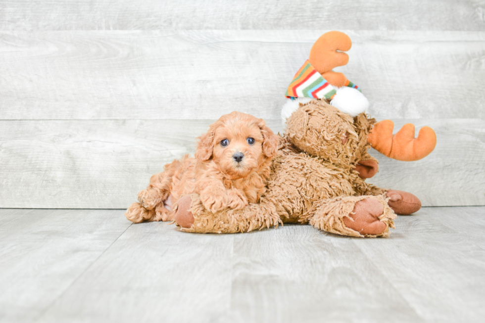 Cavapoo Pup Being Cute