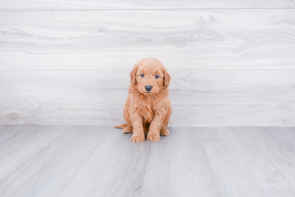 Energetic Golden Retriever Poodle Mix Puppy