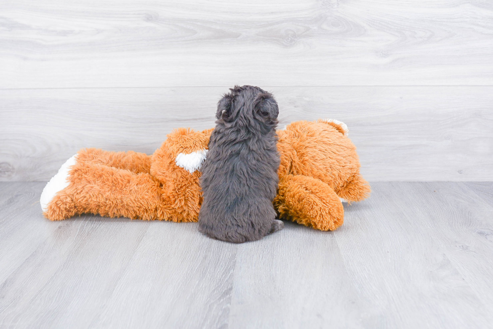 Smart Mini Aussiedoodle Poodle Mix Pup