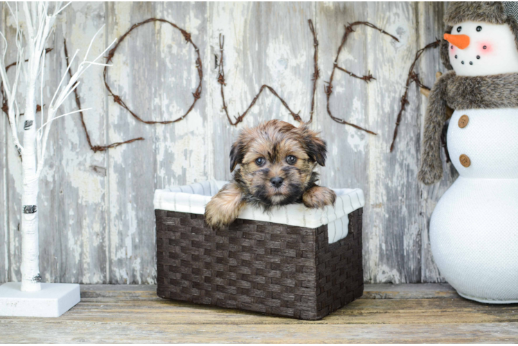 Shorkie Pup Being Cute