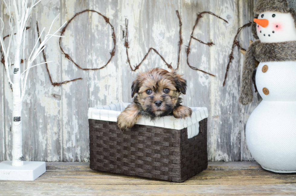 Shorkie Pup Being Cute