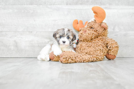 Best Havanese Baby