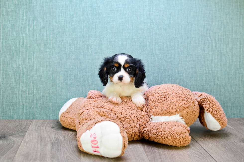 Playful Cavalier King Charles Spaniel Baby