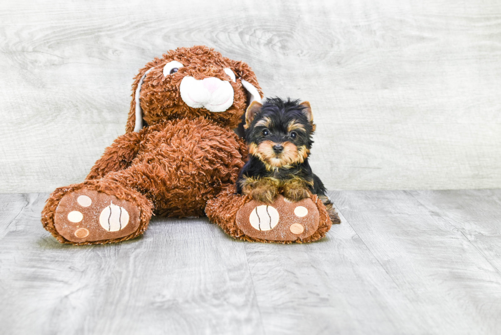 Meet Fiona - our Yorkshire Terrier Puppy Photo 