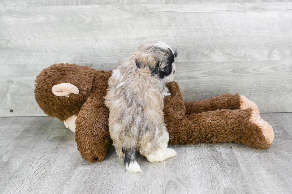 Teddy Bear Pup Being Cute