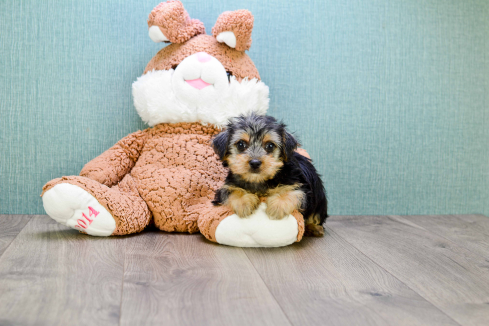 Meet Sasha - our Morkie Puppy Photo 