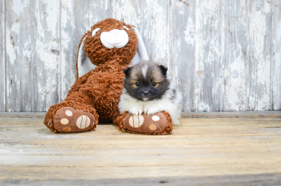 Playful Pomeranian Baby