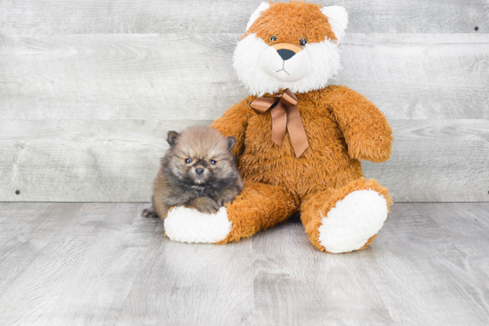 Akc Registered Pomeranian Purebred Pup