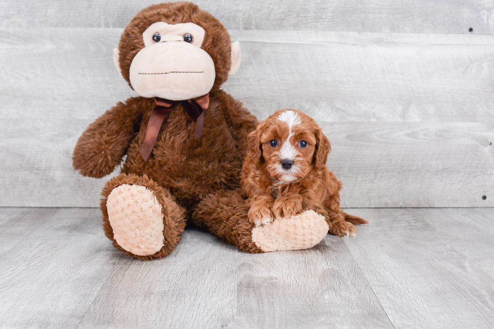 Adorable Cavoodle Poodle Mix Puppy