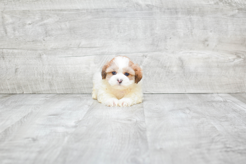 Teddy Bear Pup Being Cute