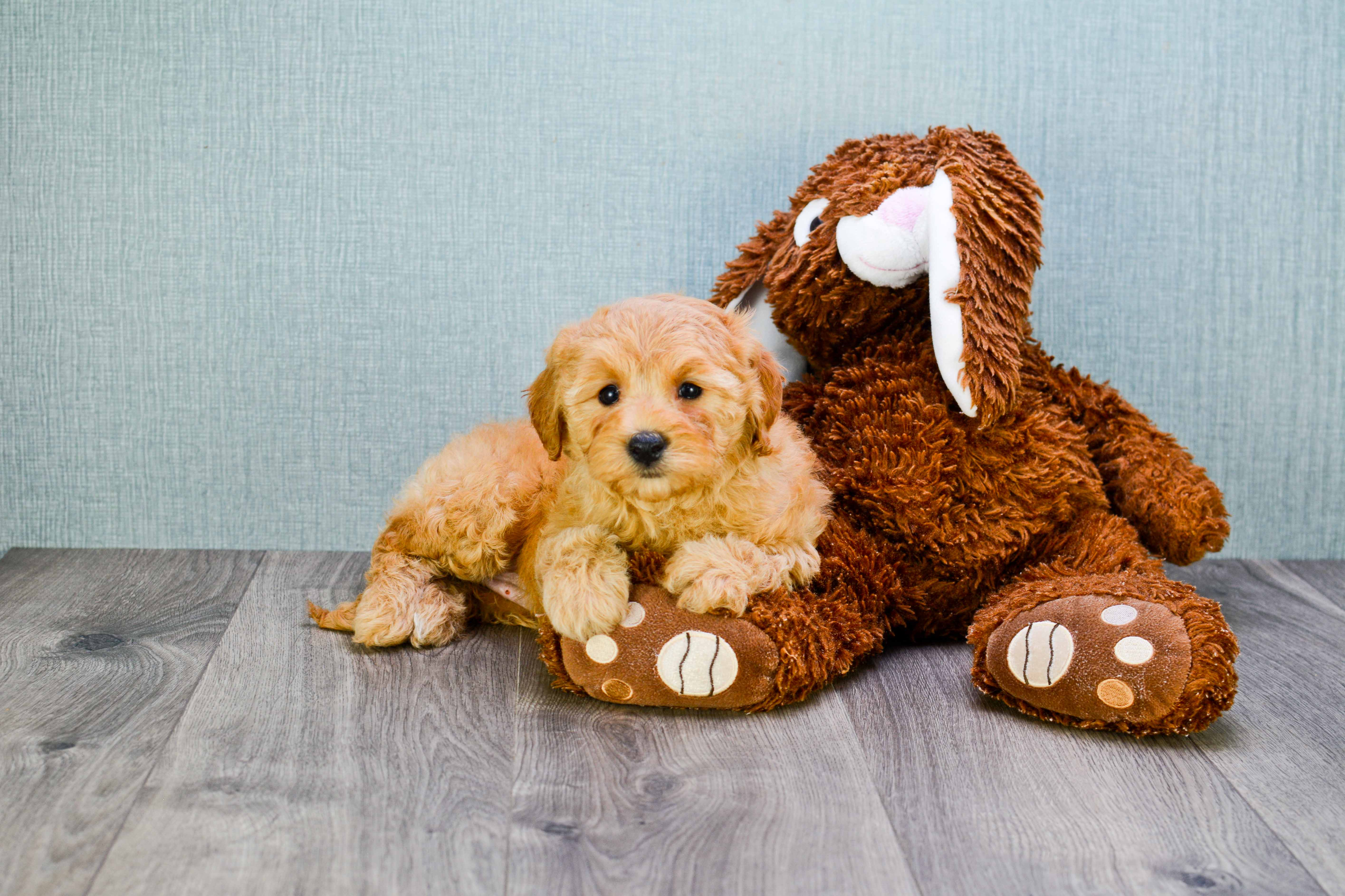 Petite Mini Goldendoodle Poodle Mix Pup